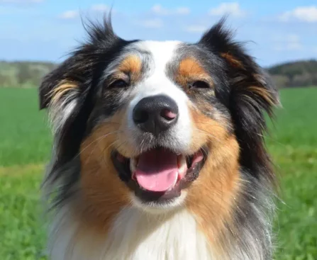 Australian-Shepherd-