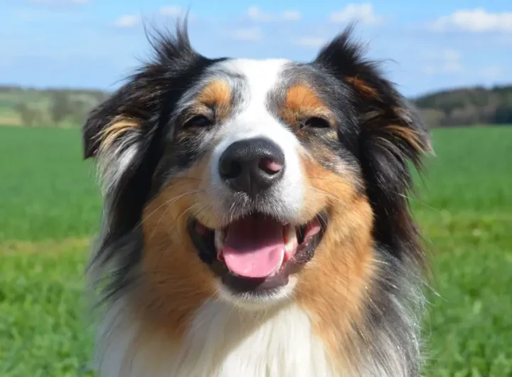 Australian-Shepherd-