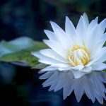 white_lotus