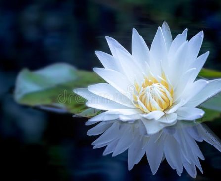 white_lotus