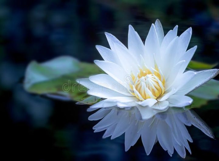 white_lotus